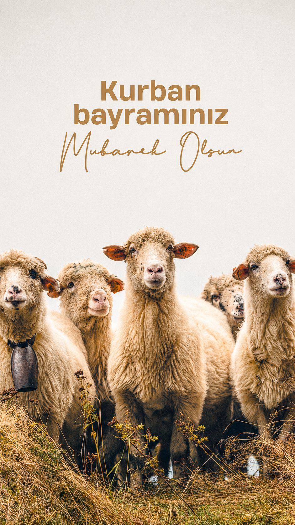 ARZ sosyal medya story tasarımı